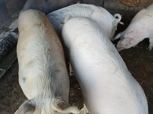 porci de vânzare între 80 și 130 kg.