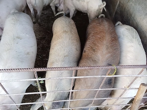 porci de vânzare între 80 și 130 kg. - imagine 5