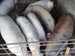 porci de vânzare între 80 și 130 kg. - imagine 2