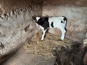 vind Vițeauă - imagine 3