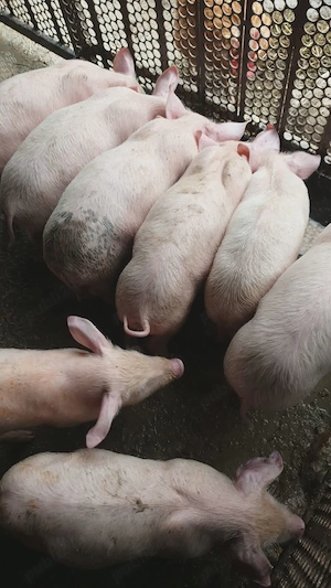 Purcei 7 săptămâni 