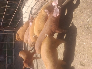 Vând zece purcei de șase săptămâni cu 300 de lei bucata