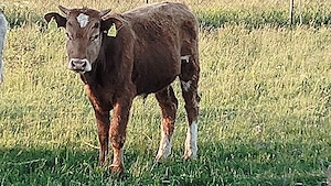 Vând viței de vârsta 6 luni  - imagine 2