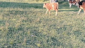 Vând viței de vârsta 6 luni  - imagine 3