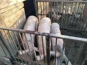 vand doi soldani un mascur castrat si o purcica - imagine 2