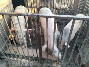 vand doi soldani un mascur castrat si o purcica - imagine 4