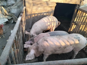 vand doi soldani un mascur castrat si o purcica - imagine 3