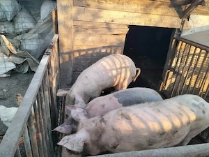 vand doi soldani un mascur castrat si o purcica