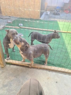 American bully poket - imagine 4