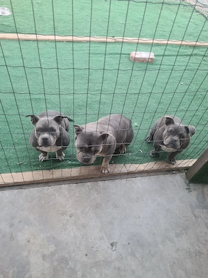 American bully poket - imagine 5