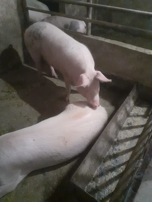 Vand 2 porci , 16 lei kg - imagine 2
