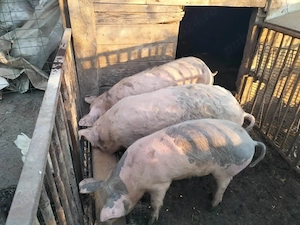 vand doi soldani un mascur castrat si o purcica - imagine 5