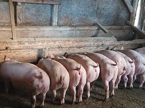 Soldanei de carne 45-50 kg