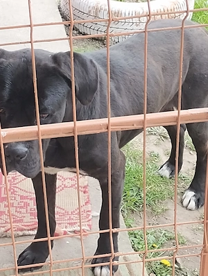 vând câine Cane Corso 100   - imagine 3