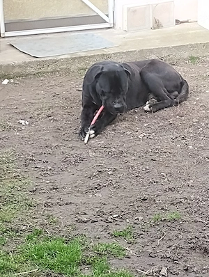 vând câine Cane Corso 100   - imagine 5