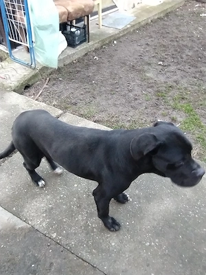 vând câine Cane Corso 100   - imagine 4