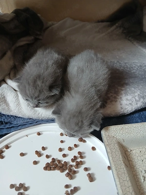 pui pisica - imagine 2