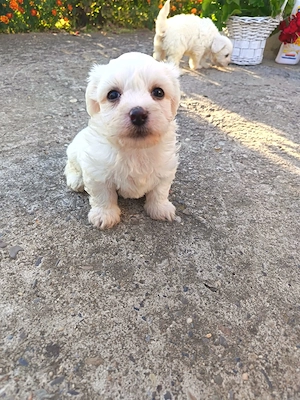 Bichon maltez băiat și fetita