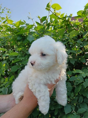 Bichon maltez  maltez fetita