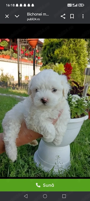 Bichon maltez  maltez