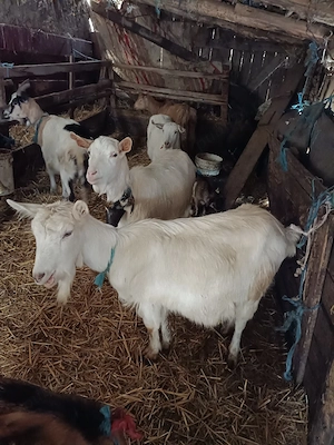 Capre bune de lapte și iezi - imagine 3