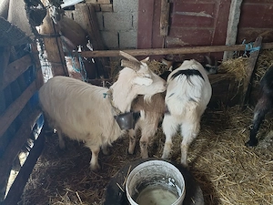 Capre bune de lapte și iezi - imagine 2