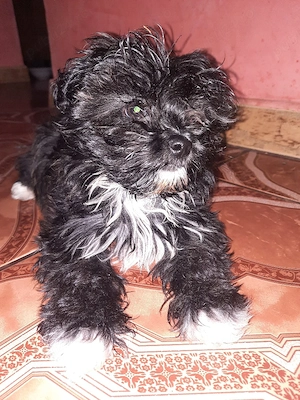 Vand bichon maltez 