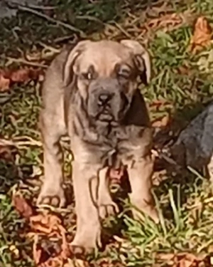 Masculul Cane Corso junior , cu Pedigree  - imagine 2
