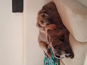 Masculul Cane Corso junior , cu Pedigree  - imagine 5