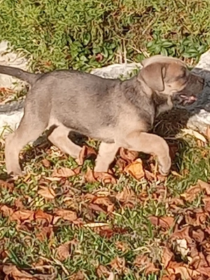 Masculul Cane Corso junior , cu Pedigree  - imagine 3
