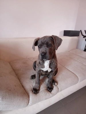 Masculul Cane Corso junior , cu Pedigree  - imagine 4