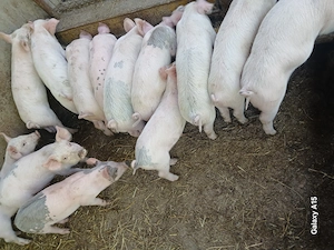 Purcei landrace 8 saptamani greutate 25 kg - imagine 4