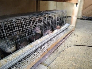 Vand oua de prepeliță  - imagine 3