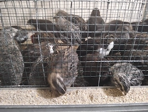 Vand oua de prepeliță  - imagine 2