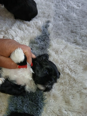 vand catelusi  shih tzu  - imagine 2