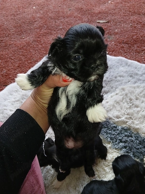 vand catelusi  shih tzu 