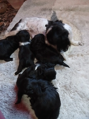 vand catelusi  shih tzu  - imagine 5