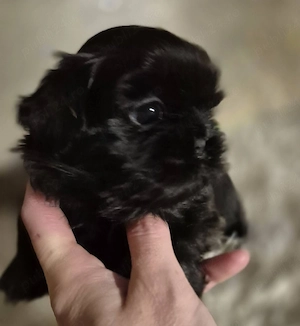 vand catelusi  shih tzu  - imagine 4