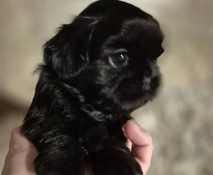 vand catelusi  shih tzu  - imagine 3