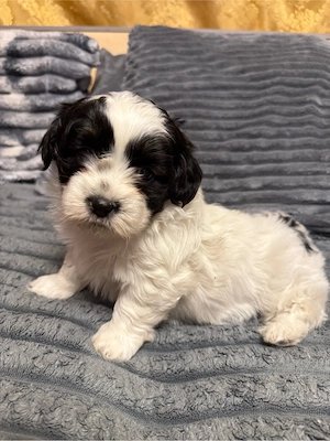 Căutăm casuță      - imagine 3