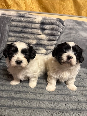 Căutăm casuță      - imagine 2