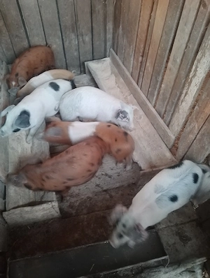 Vând purcei - imagine 2