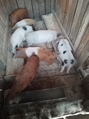 Vând purcei - imagine 3