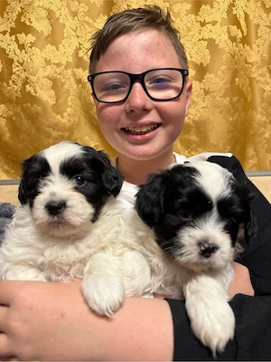 Căutăm casuță      - imagine 4