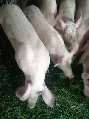 Porci de vanzare - imagine 3