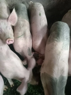 Porci mari