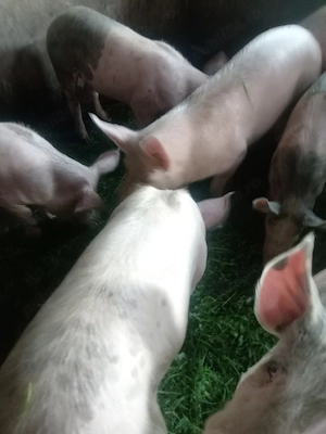 Porci de vanzare