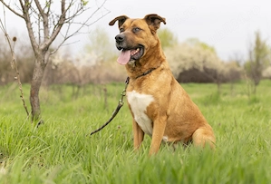 Caini pentru adoptie - imagine 4