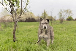 Caini pentru adoptie - imagine 3