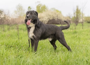 Caini pentru adoptie - imagine 2